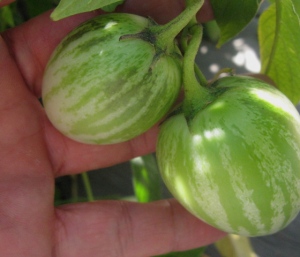 Pepino dulce Solanum muricatum